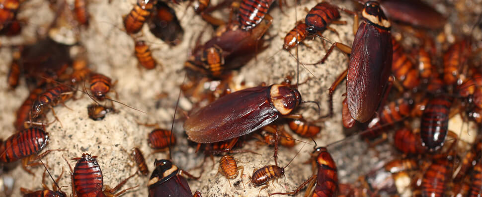 Cockroach