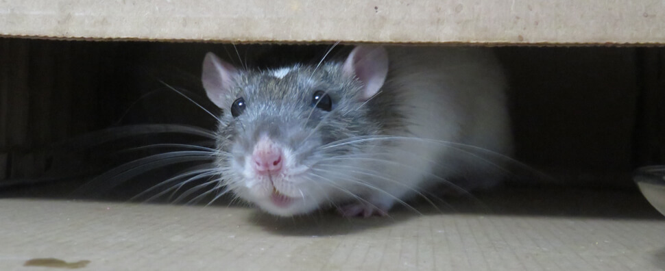 Rat Inner