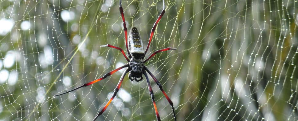 Spiders