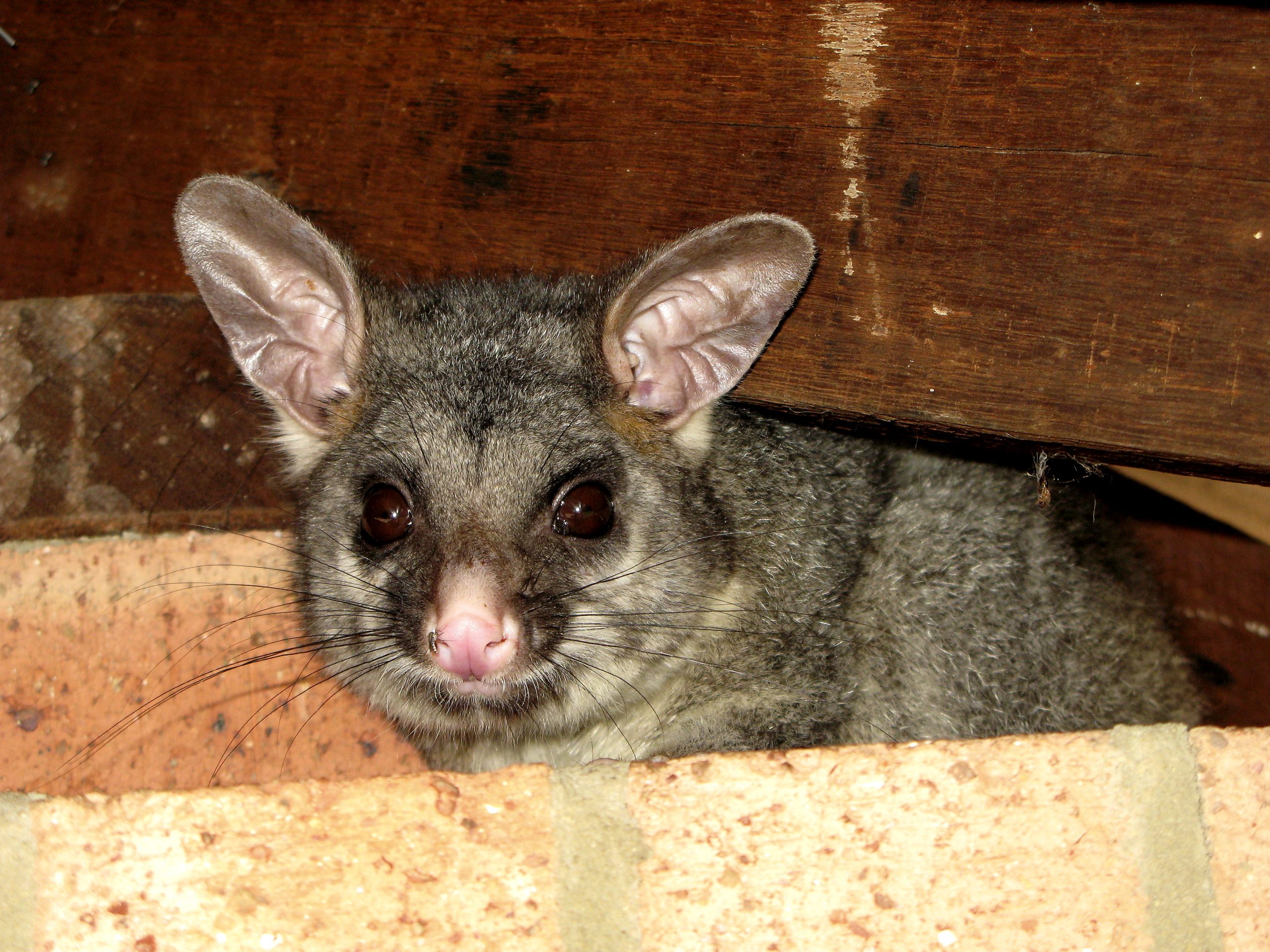 possum-controlMelbourne